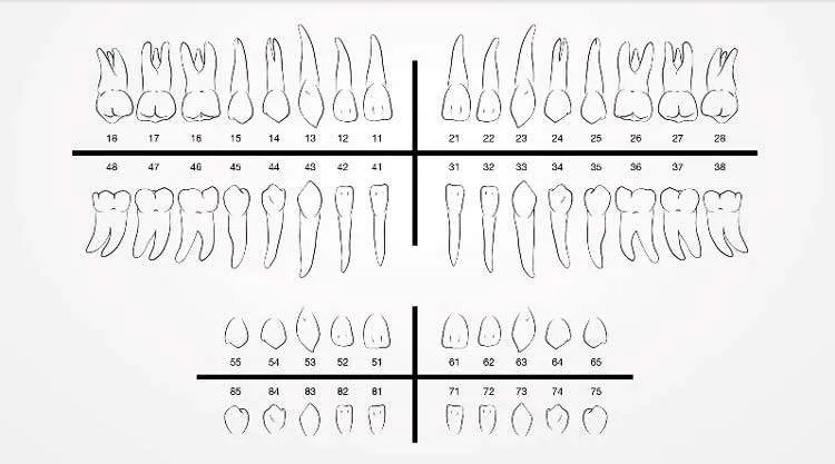 Numeración de los dientes