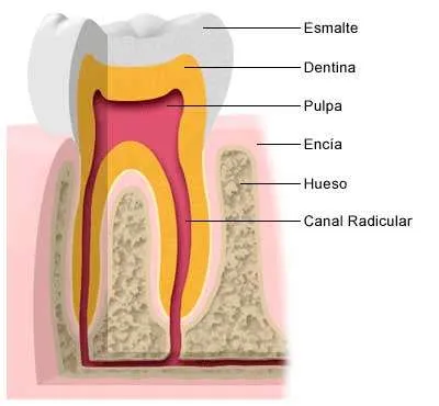composición de los dientes